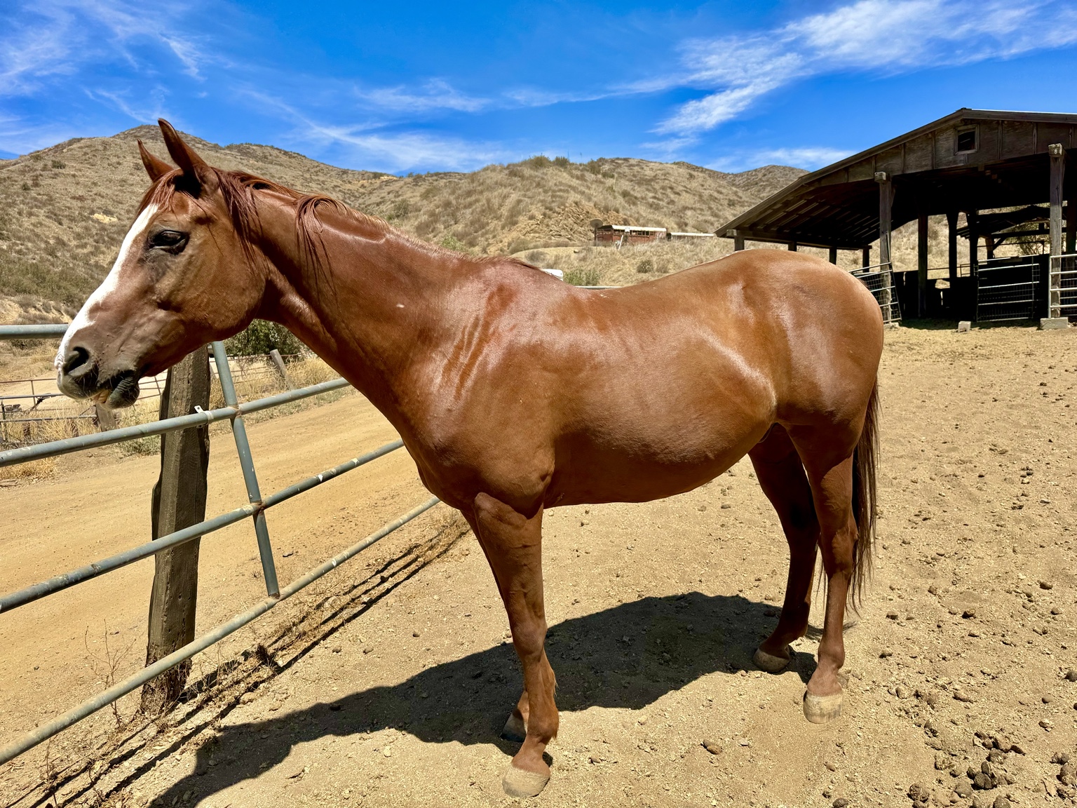 Our chestnut horse at the Angel Trust ranch in Santa Clarita