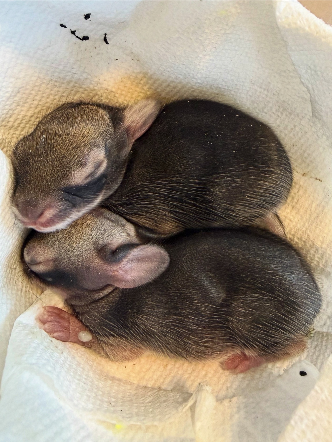 Two baby animals resting together on a soft towel