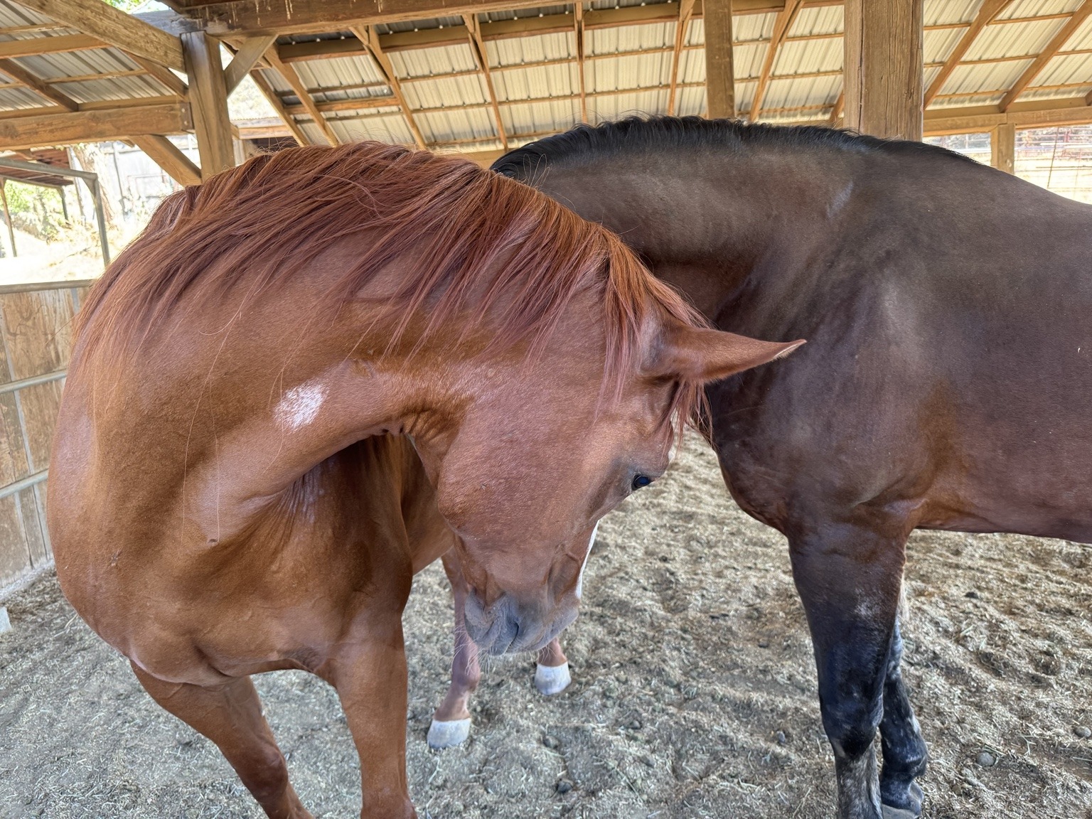 Our chestnut and dark horses together in the ranch barn