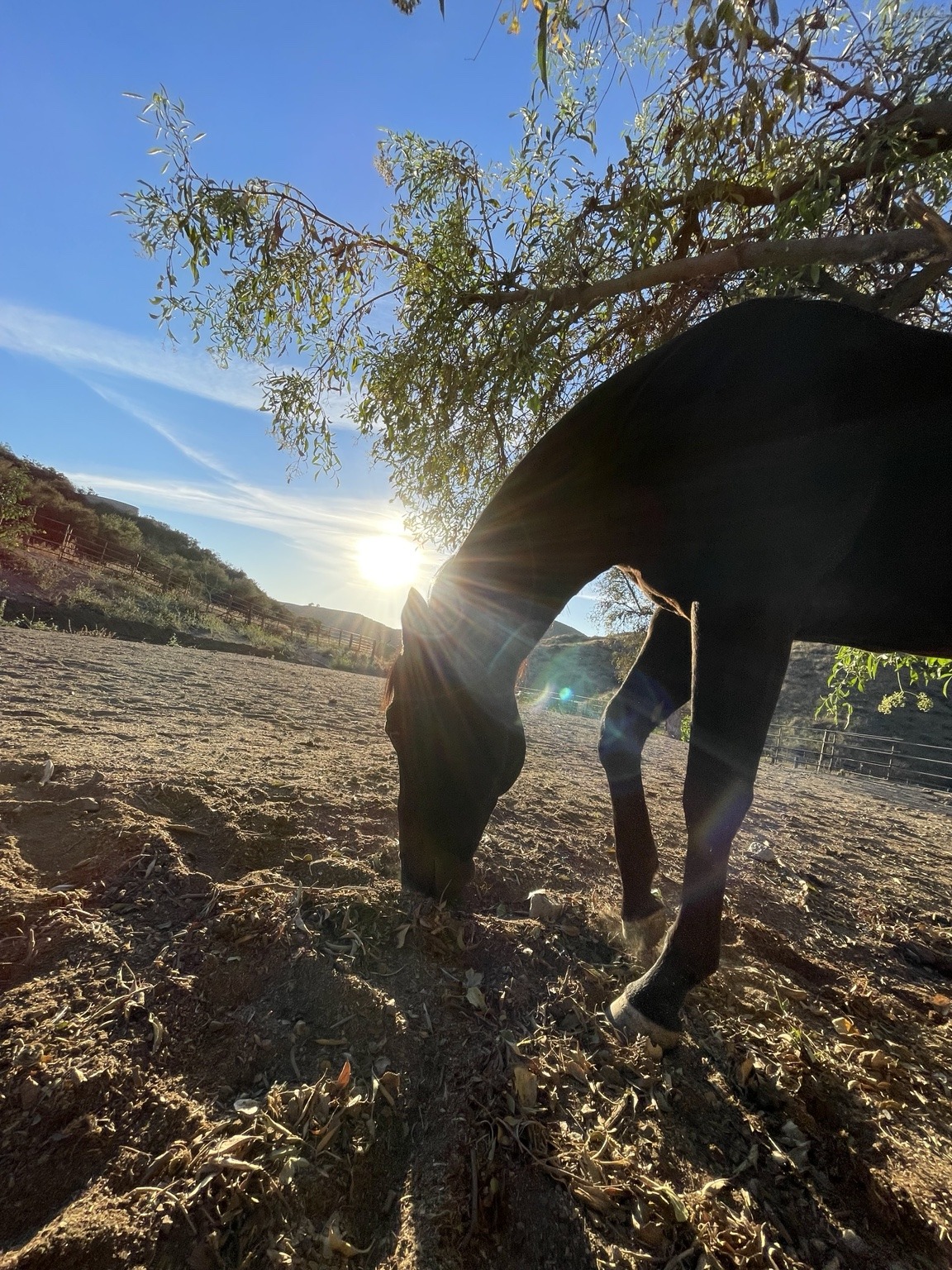Our horse beneath a tree in the evening sun at Angel Trust ranch