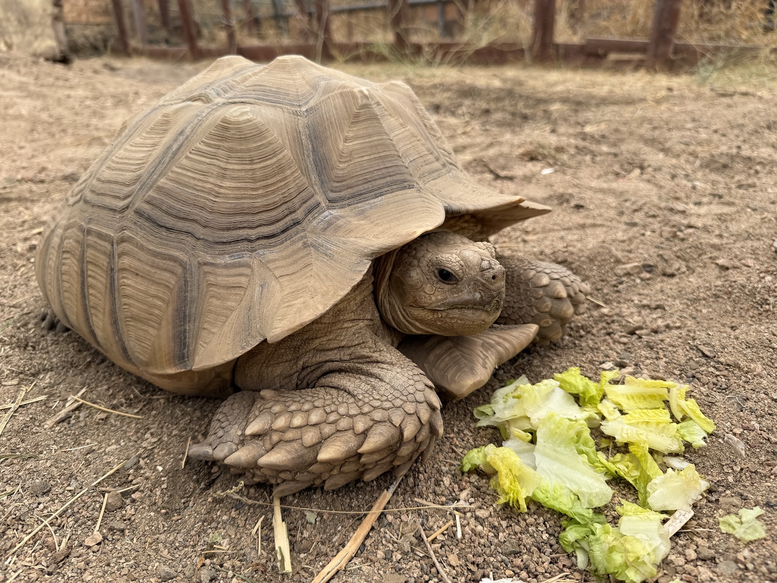 Our tortoise beside fresh greens at the ranch