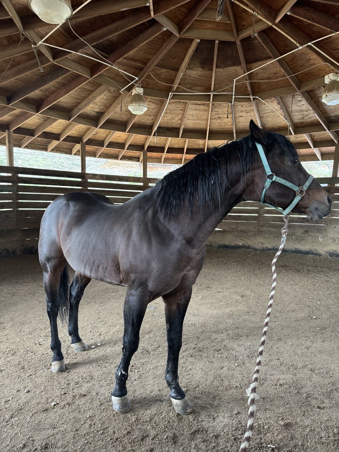 Our dark horse wearing a turquoise halter in the ranch barn