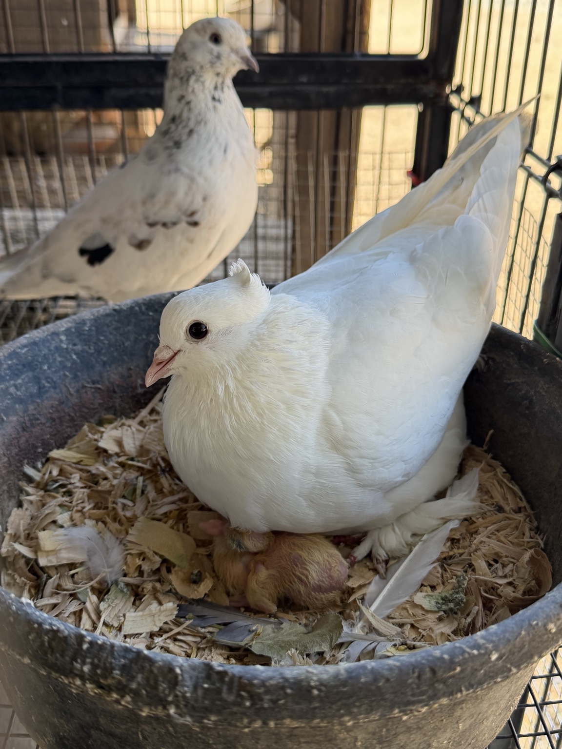Our pigeons with their babies at Angel Trust