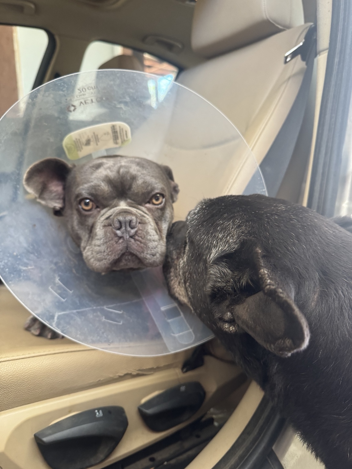 French bulldog wearing a protective recovery cone