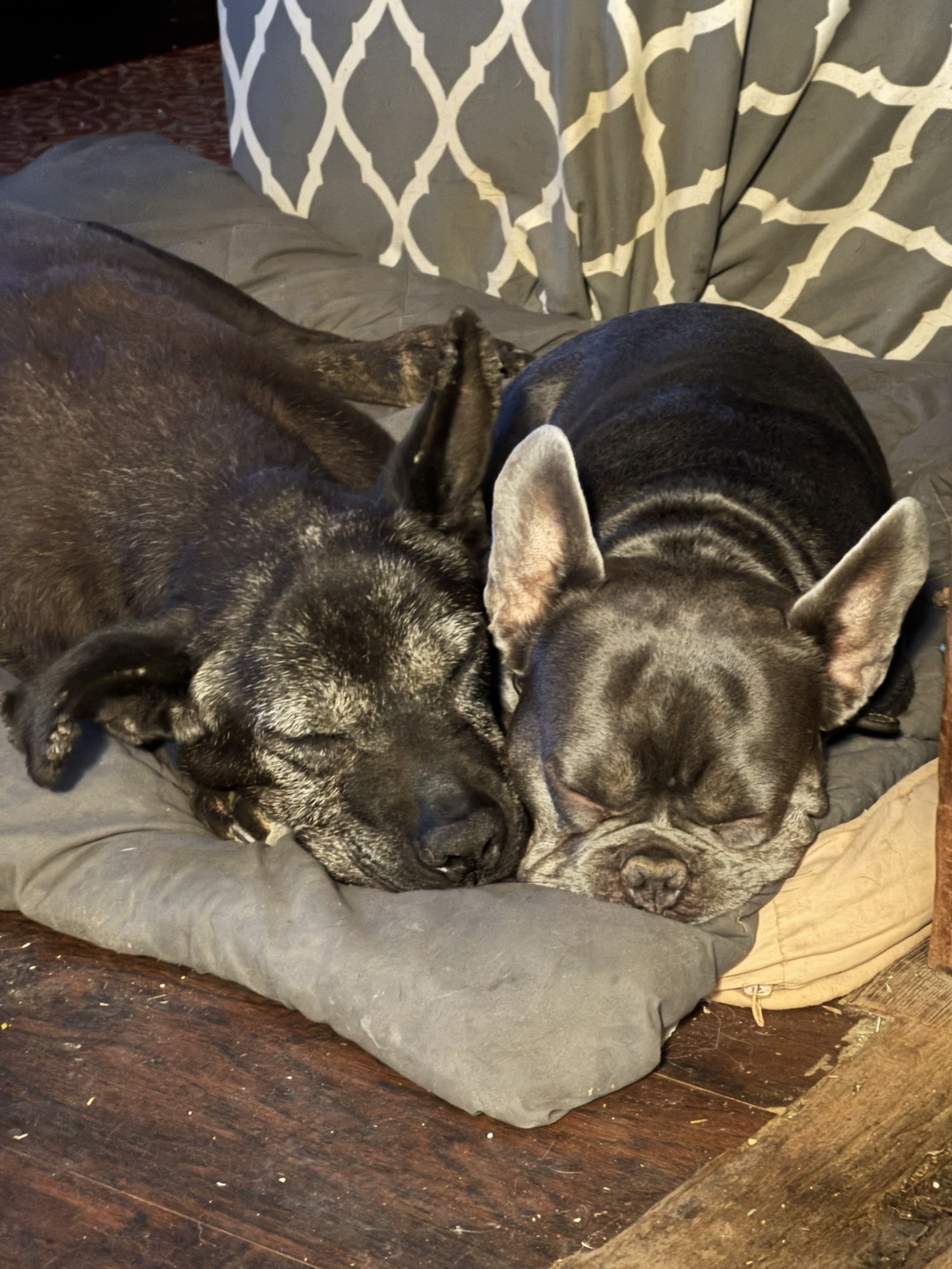Our two dogs resting together
