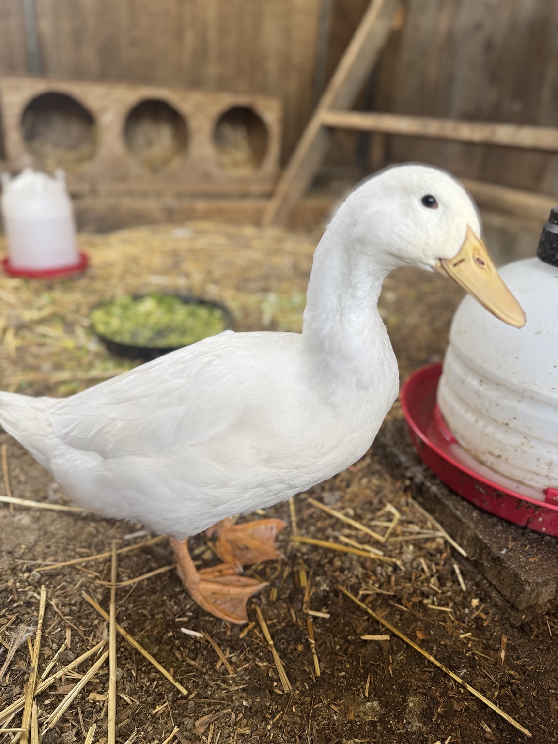 Our white duck