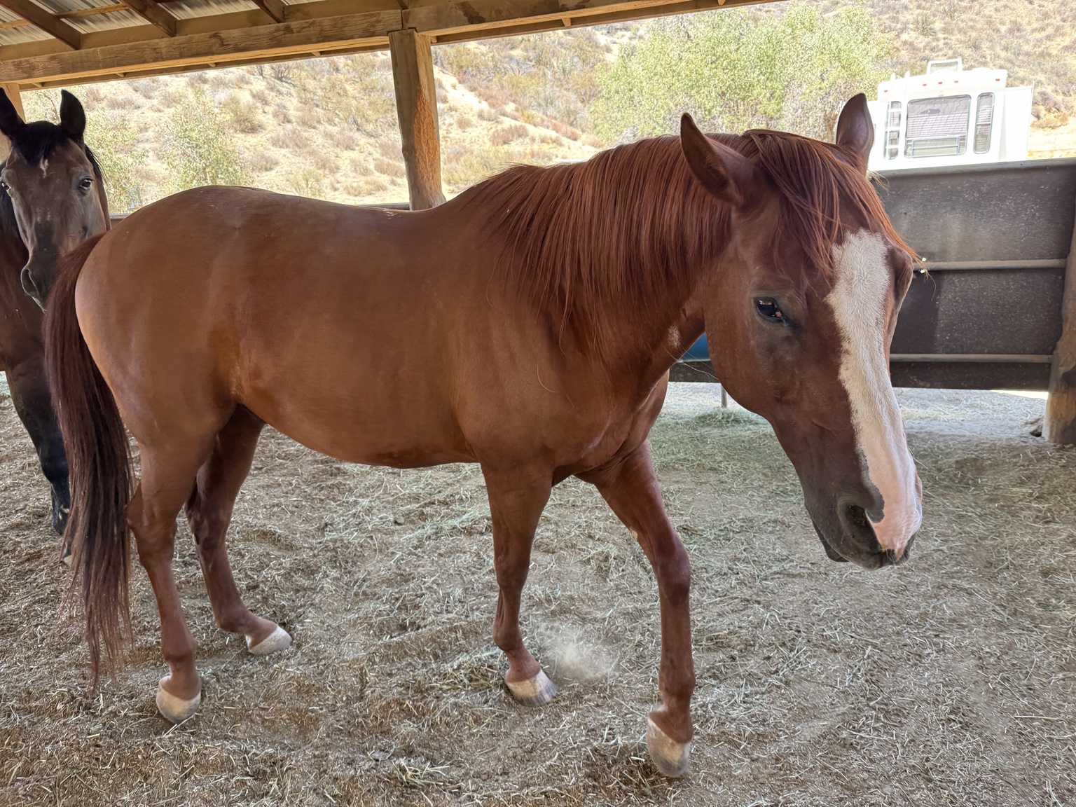 Our horses at Angel Trust