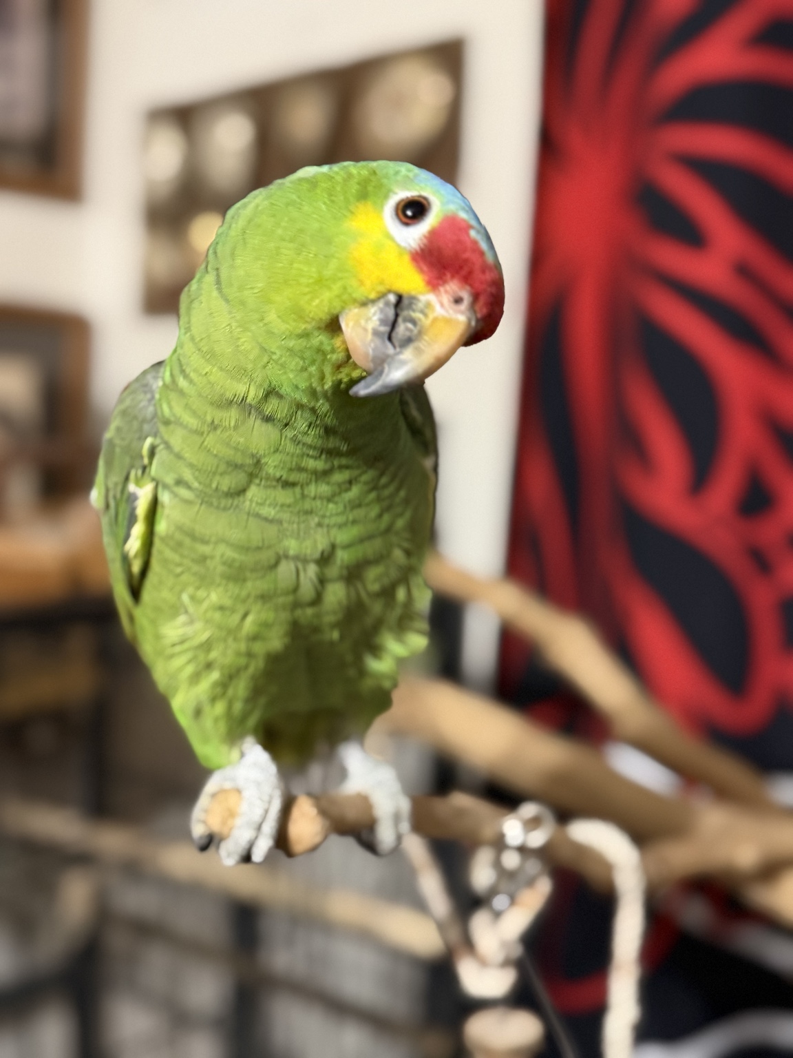Our green parrot