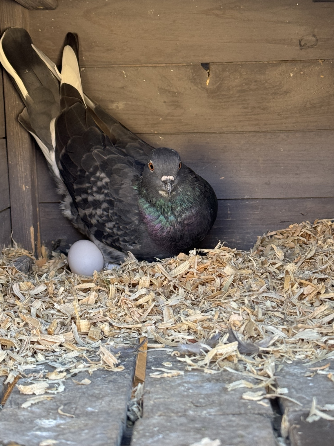 Our pigeon beside its egg