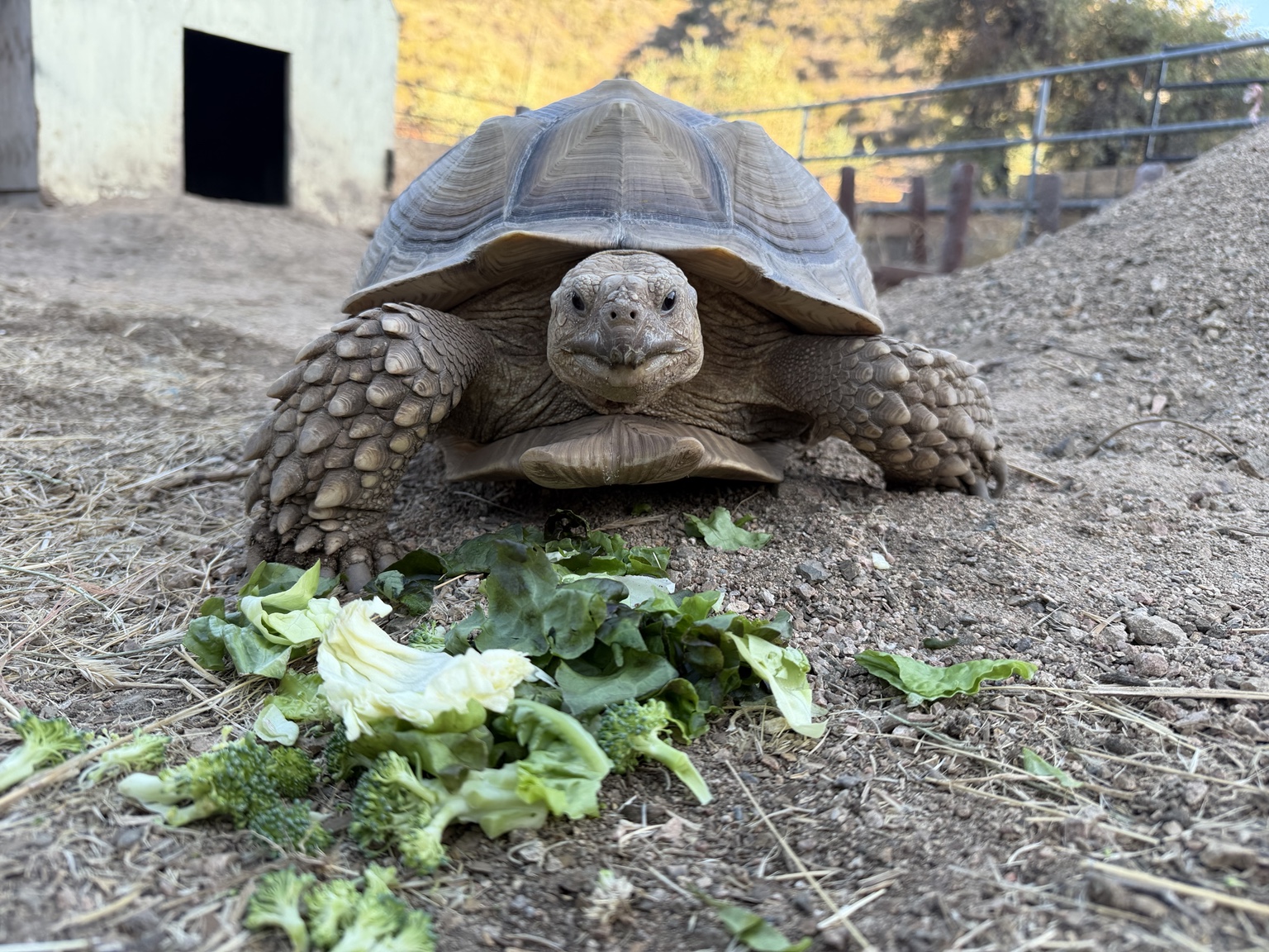 Our sulcata tortoise eating greens