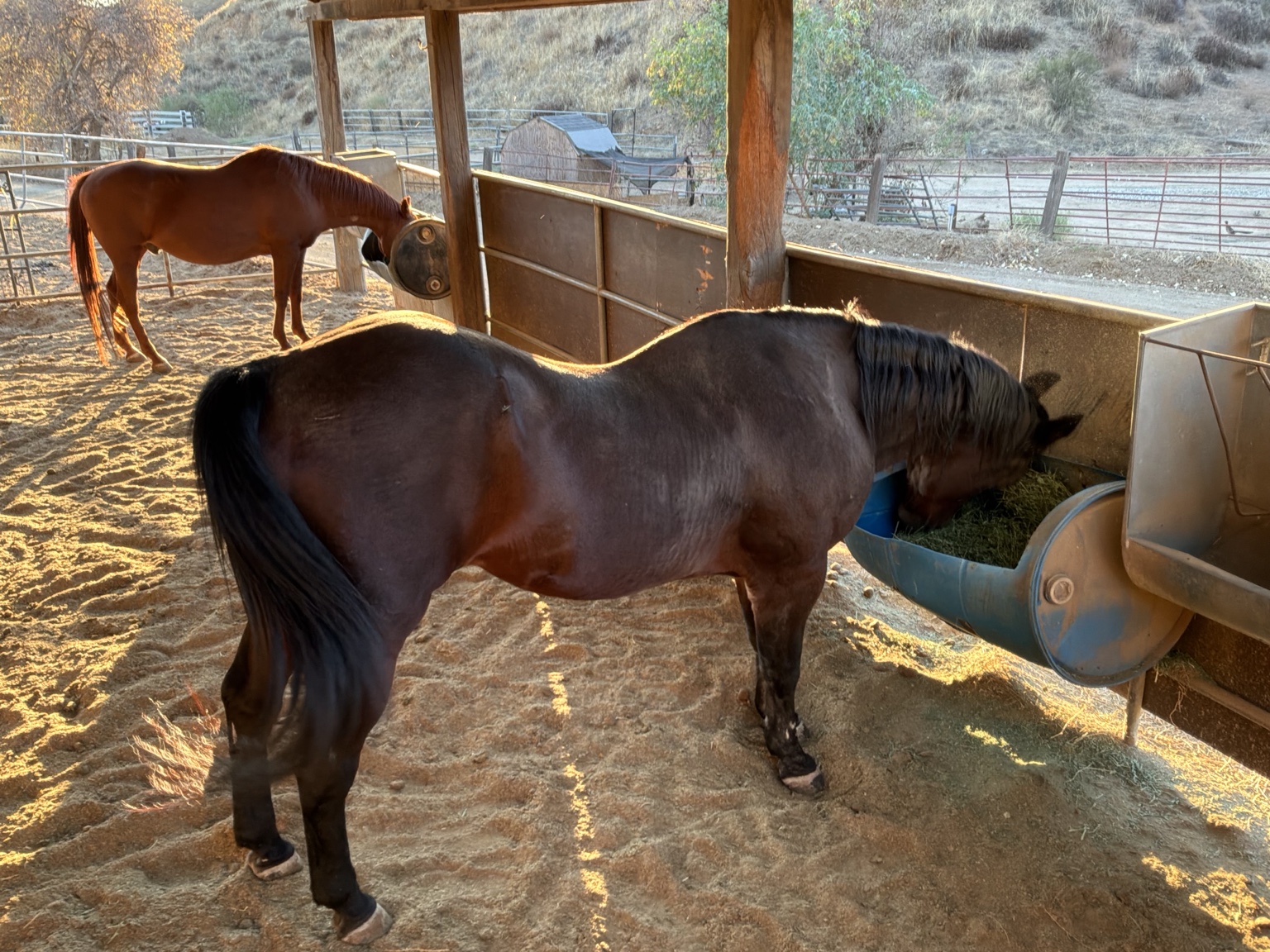 Our two horses eating hay at the Angel Trust ranch