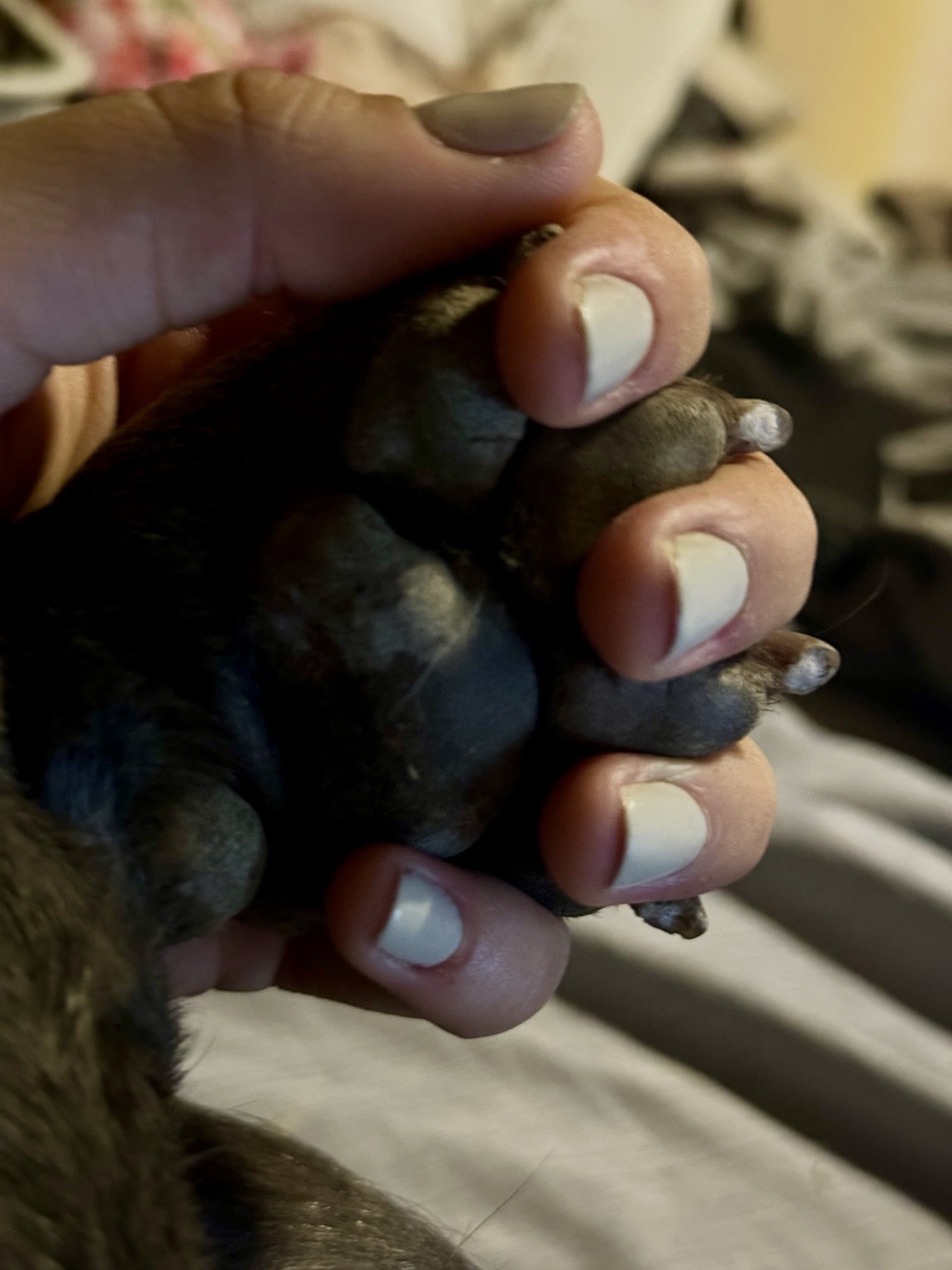 A hand gently holding a dog’s paw