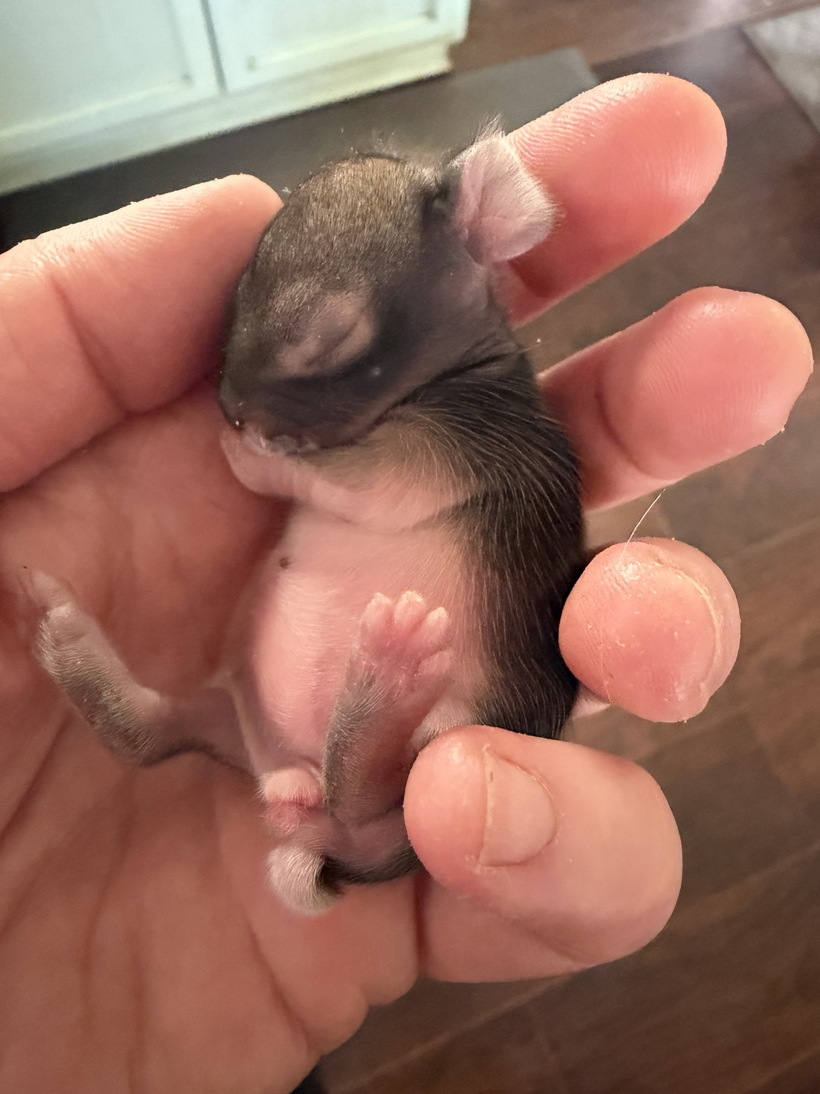 A baby animal resting in a caring hand