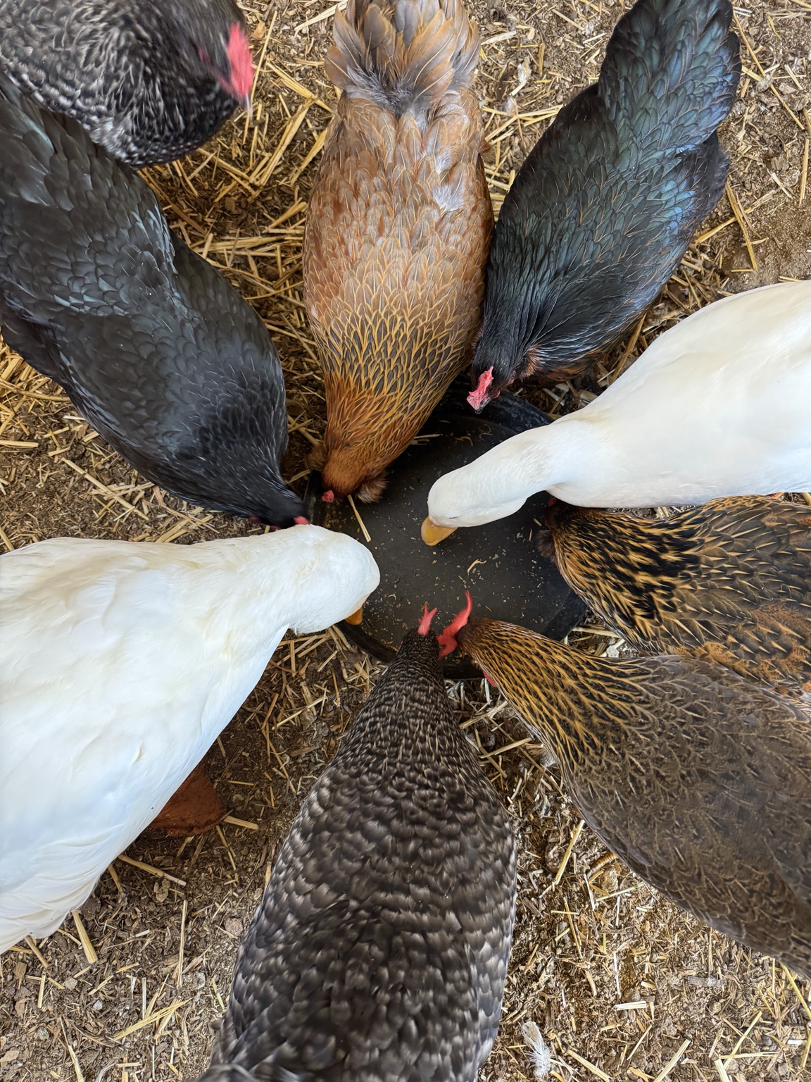 Our chickens and ducks sharing a meal at Angel Trust
