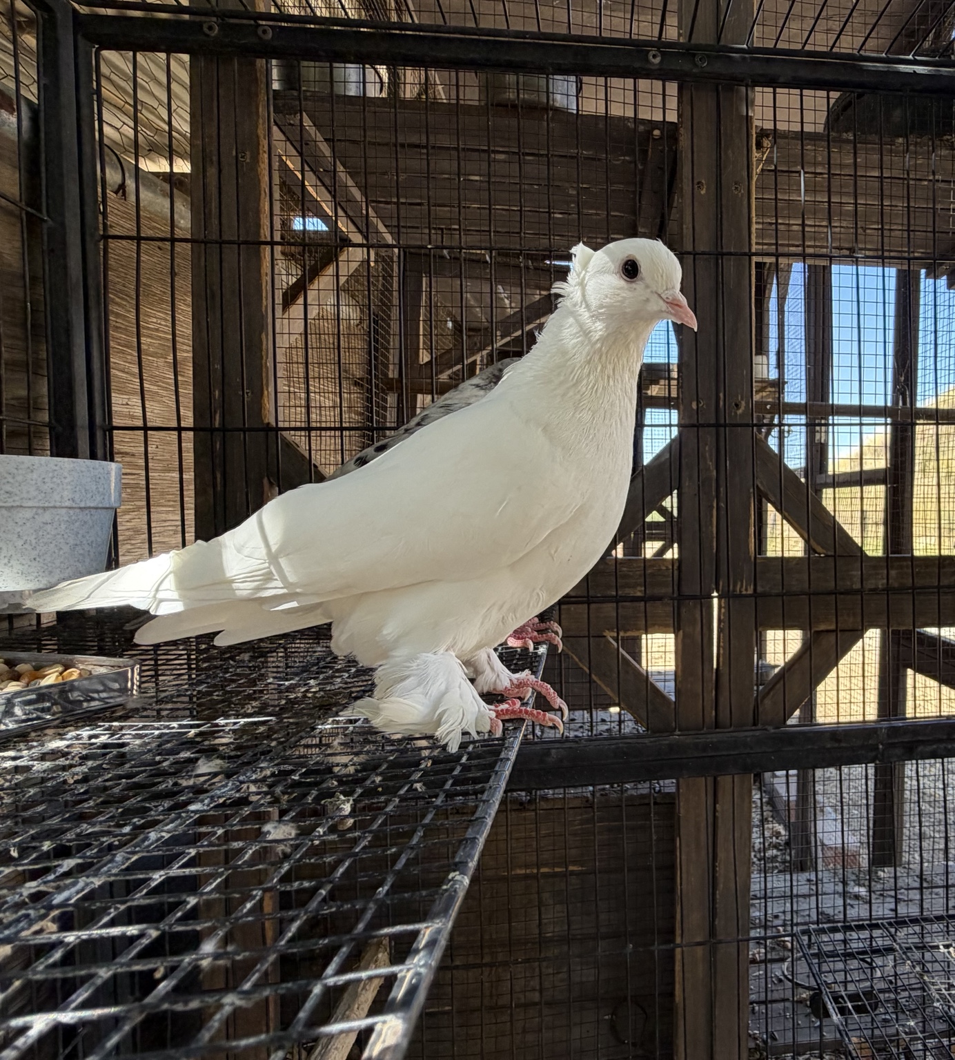 Our white pigeon at Angel Trust