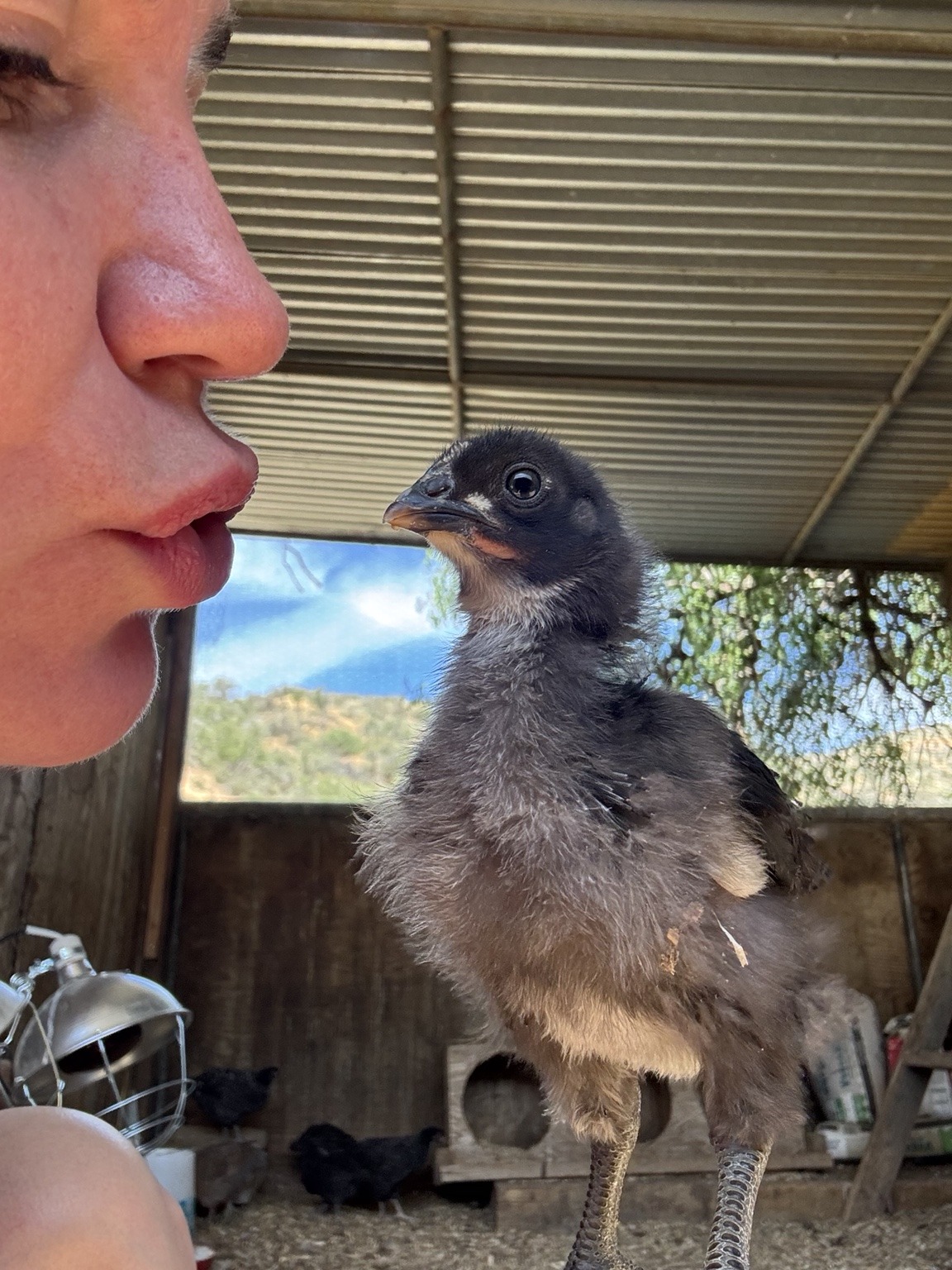 A person beside a young chick at our ranch